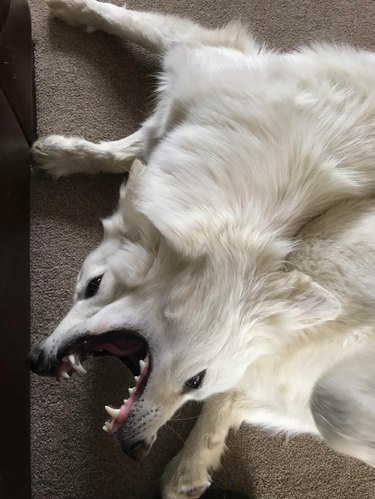 Two white dogs play fighting with their mouths overlapping