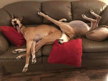 Two greyhounds stretched out on couch