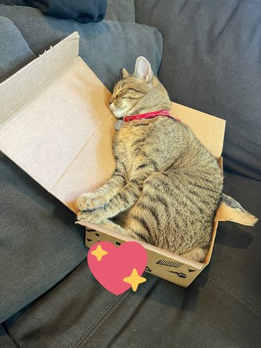 cat sleeping in box