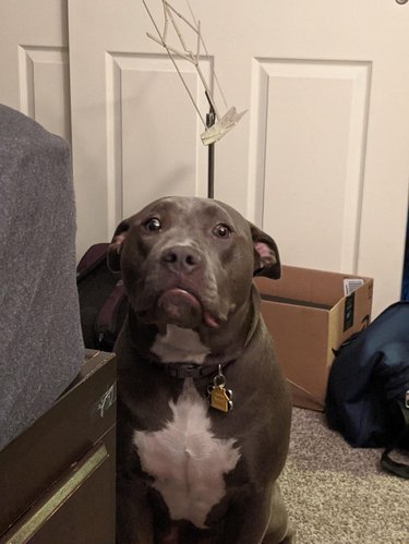 Dog begging to get on bed