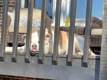 Dog on a patio with its tongue sticking out