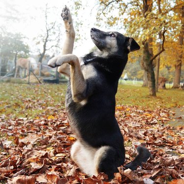 dog dancing with leaves