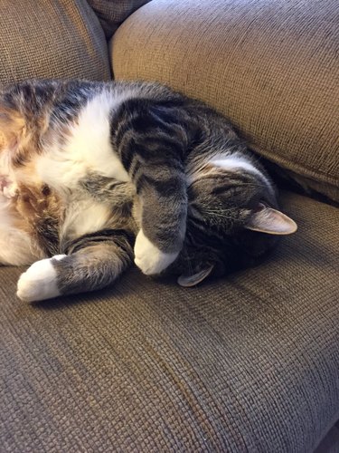 cat covers face with paws