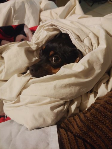 dog sleeping under blankets