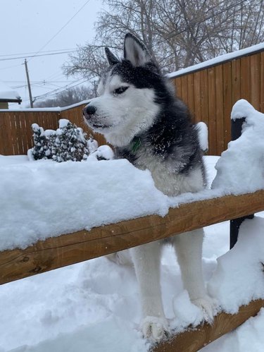 Husky in snowy yard