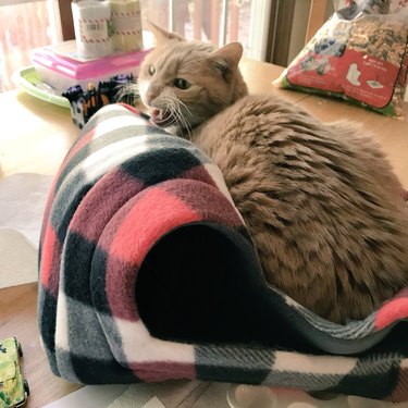cat smushes cat bed
