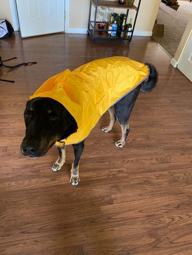 Dog in raincoat
