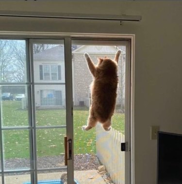 An orange cat is clinging high up on a screen door that is looking out into a yard.