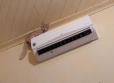 An orange cat is perched on top of a mini-split air conditioning unit, looking down at the camera.