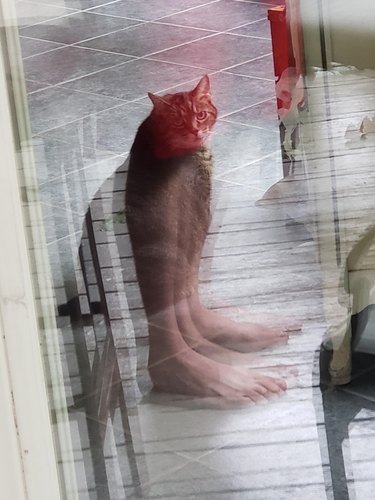 A cat looks as though they have human feet from a glass reflection.
