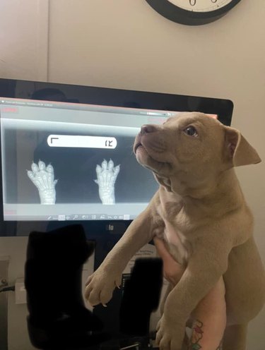 Puppy has x-rays taken of their paws.