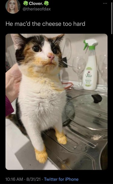 A cat is sitting on a countertop. Their face and paws are covered in cheese powder. The text on the photo reads "he mac'd the cheese too hard"
