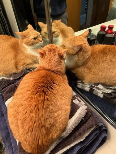 Orange cat staring at reflection in mirror.