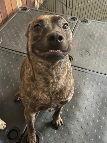 dog smiles for photo