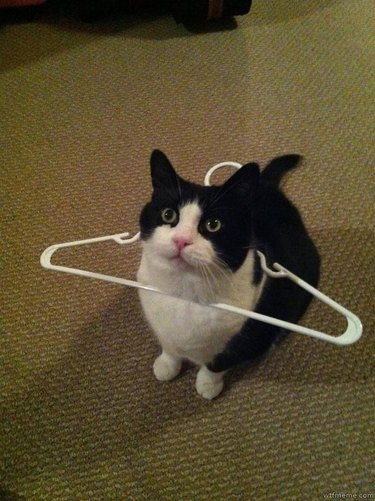 A black and white cat is sitting on the carpet and staring up at the camera. They have a plastic clothes hanger stuck around their shoulders.