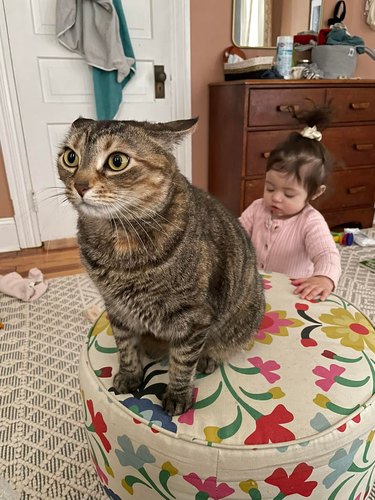 cat concerned about baby grabbing tail