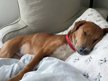 Adopted dog sleeps peacefully in a bed.