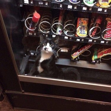 A small black and white cat is inside a vending machine looking through the glass.
