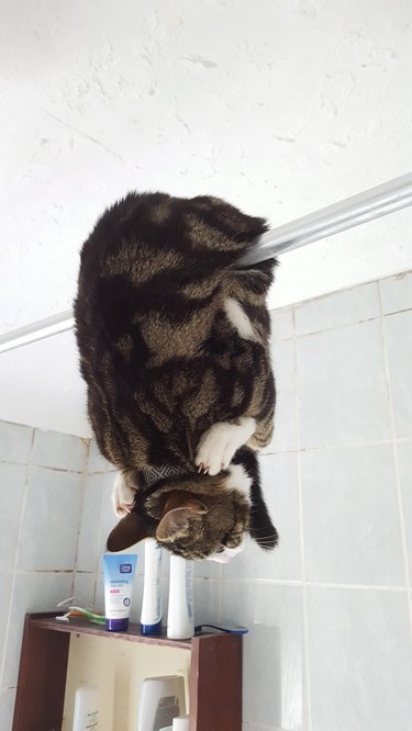 A striped cat is folded in half over a shower curtain rod, with their back feet next to their face.