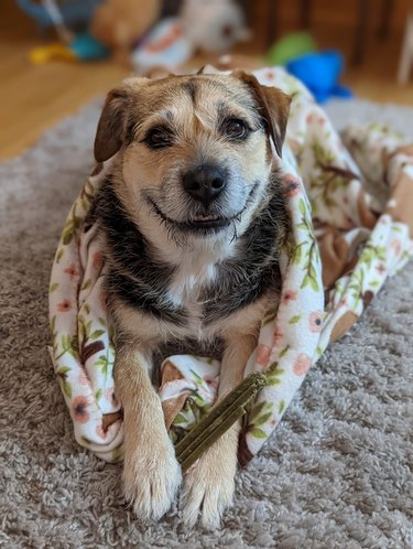 A dog is smiling wide and looking at the camera while on a blanket.