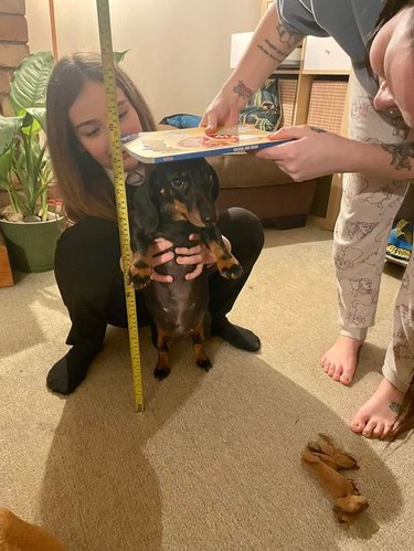 Two people measure a daschund's height with a measuring tape and a book.