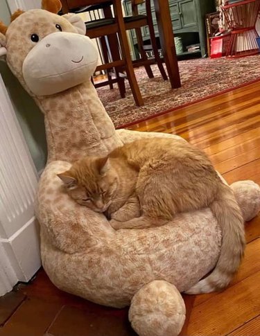 Orange cat claims stuffed giraffe meant for child by sleeping on it.