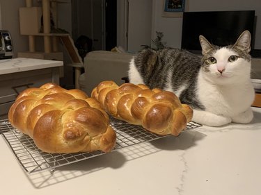 cat sits next to two freshly bakes loaves of bread.