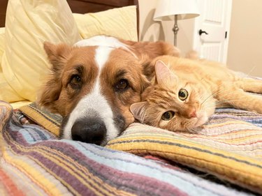 Ginger cat and corgi cuddling on a bed.