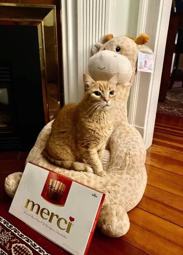 Orange cat claims stuffed giraffe chair meant for child.
