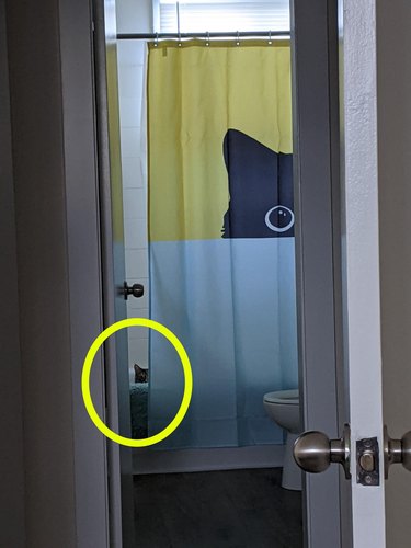 Black cat hides in shower next to curtain that also has a print of a black cat hiding over a bathtub.