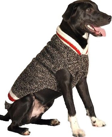 Dog in wool sweater
