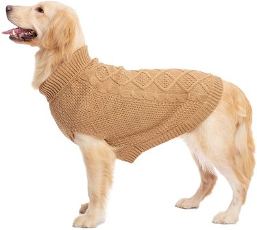 Dog wearing knit sweater