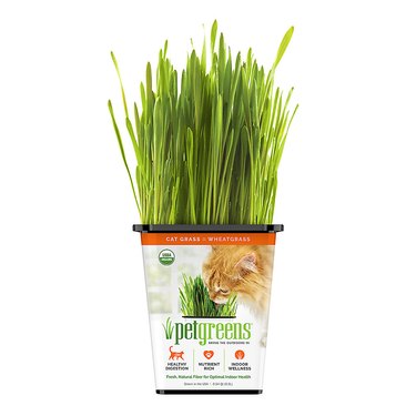 Pet Greens Wheatgrass Live Cat Grass