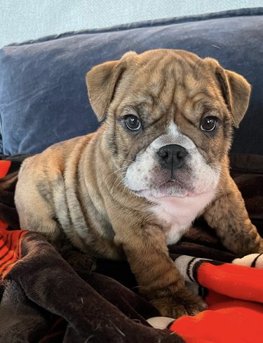 Bulldog puppy on a red blanket and looking at the camera.