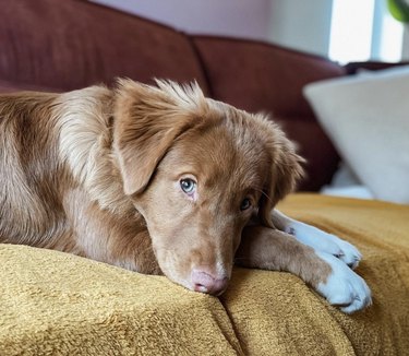 Nova Scotia duck tolling retriever puppy on a bed.