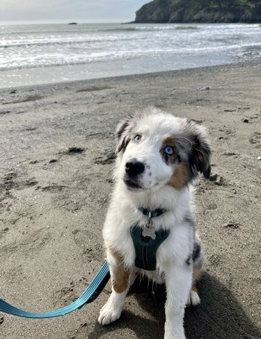 Happy Australian shepherd puppy at the beach.