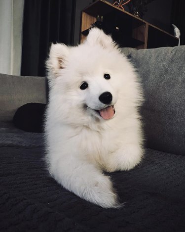 Happy samoyed puppy with their tongue out and laying on a couch.
