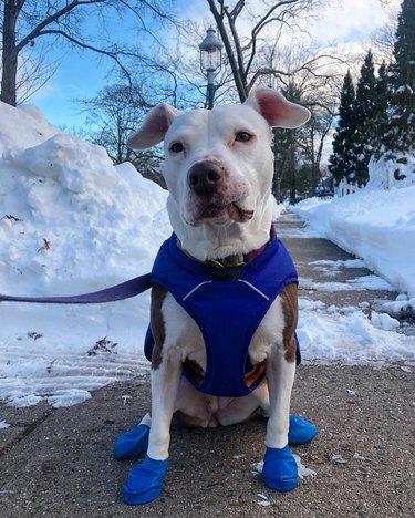pit bull doesn't love wearing booties in snow