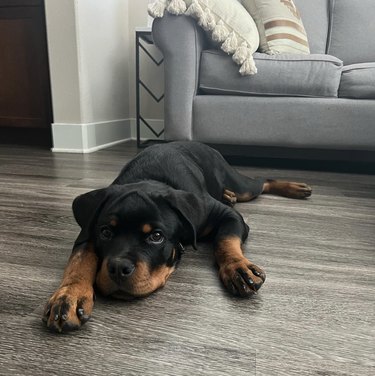 Rottweiler puppy doing a sploot on a wood floor at home.