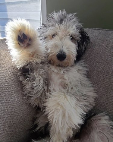 Aussie doodle puppy raising their paw for a high five.