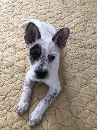 Small puppy on a beige bedspread.