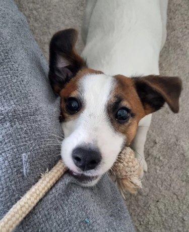 Jack Russell terrier puppy tugging on a piece of rope and looking at the camera.