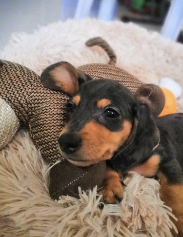 Daschund smiling and looking cozy on a pillow.