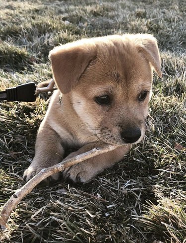 Small puppy chewing on a stick in the grass.