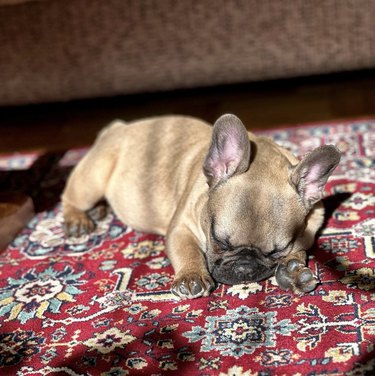 Frenchie puppy sleeping on a floral rug in the sunlight.