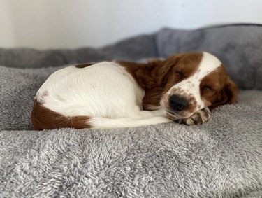Welsh springer spaniel taking a nap on a fuzzy gray blanket.