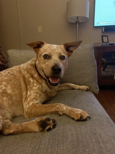 couple adopts dog at company event, he is laying on a couch smiling