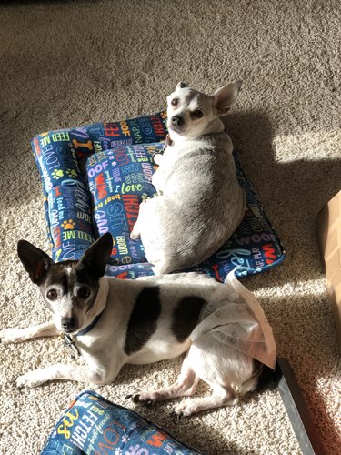 woman adopts two senior dogs, they are laying on pillows together