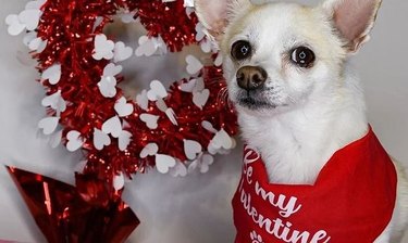 dog wearing a 'be my valentine bandana'