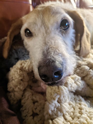 person adopts senior dog with heartworms, they are chewing a blanket